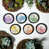 Lip Balms - Mango Creek | Seemi&